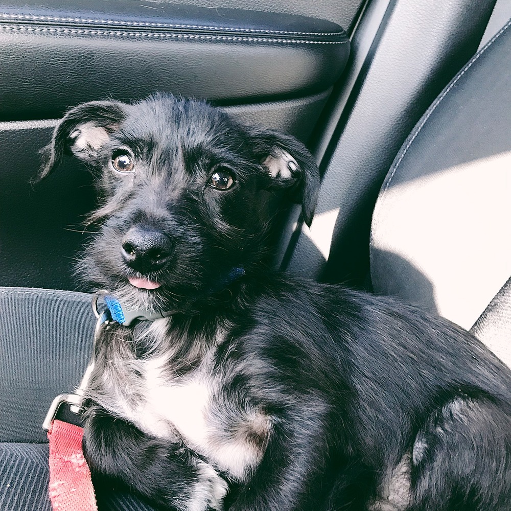 Meet your Posher, Ken